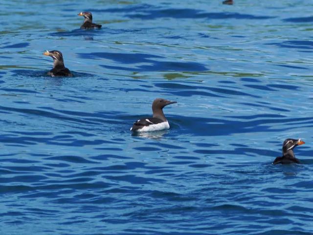 Species Image