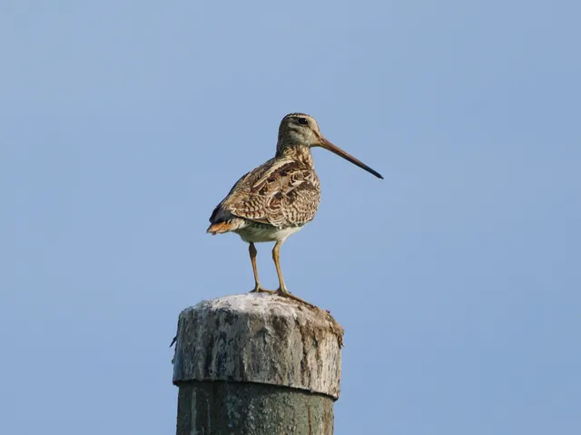 Species Image
