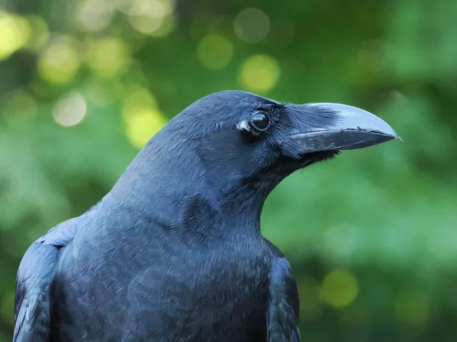 Species Image