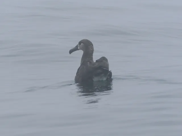Species Image