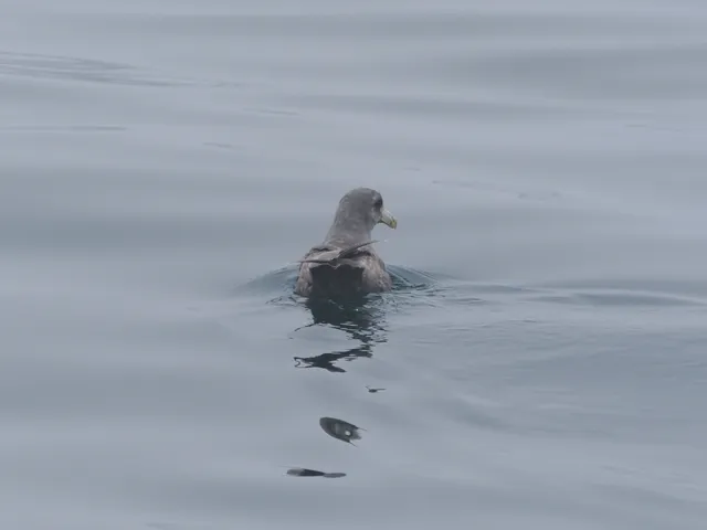 Species Image