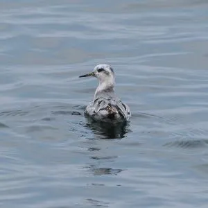 Species Image