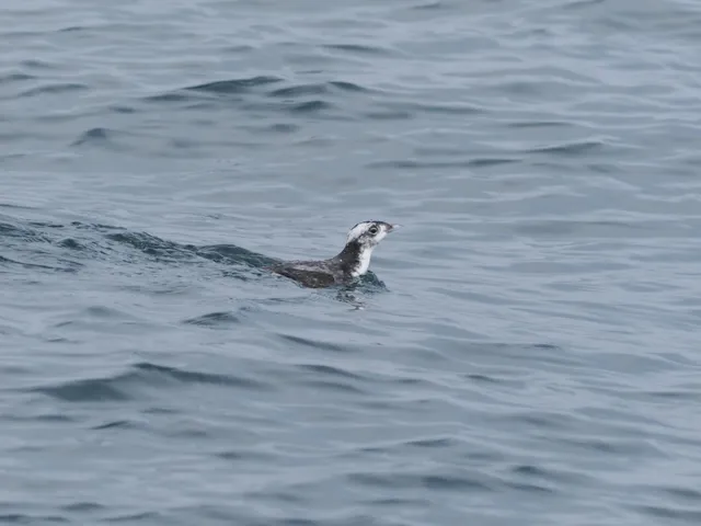 Species Image