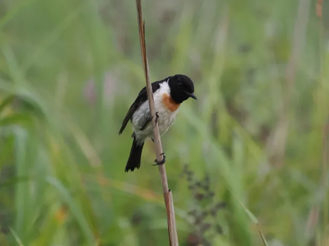 Species Image