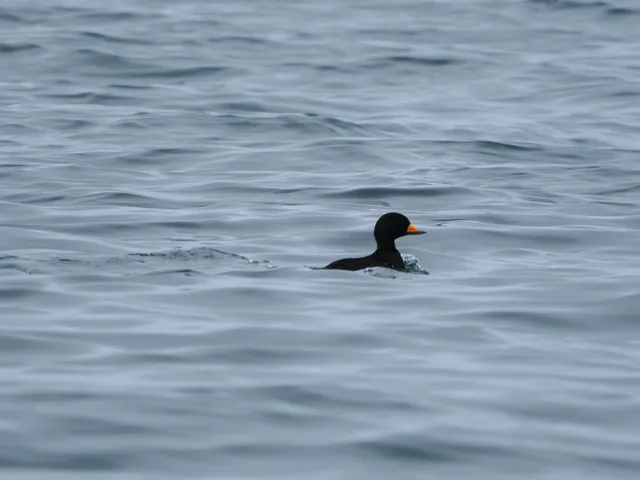 Species Image