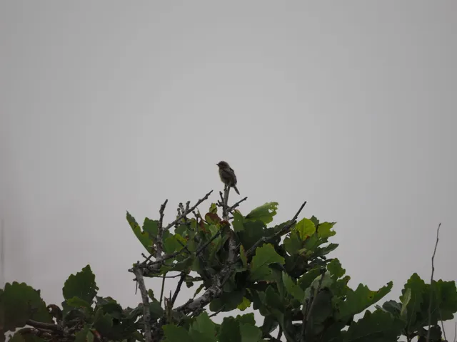 Species Image