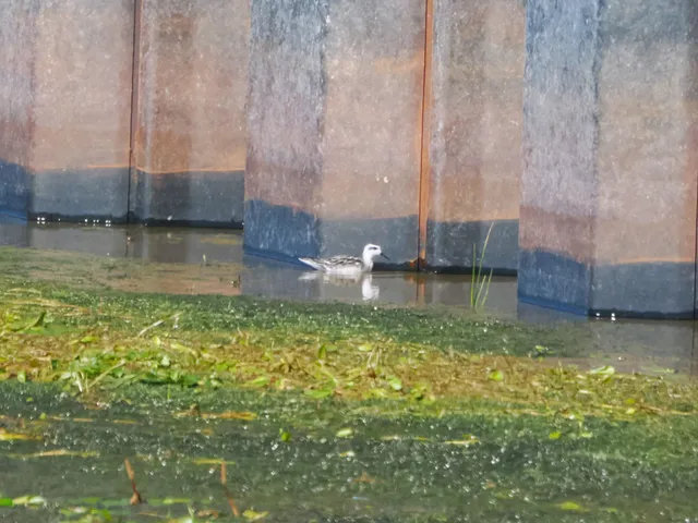 Species Image