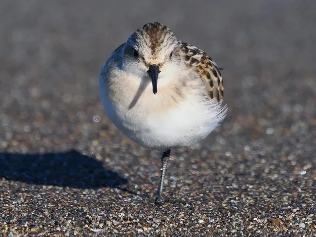 Species Image