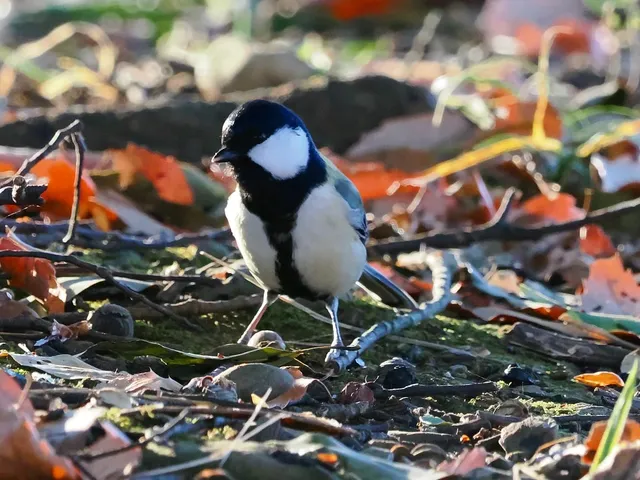 Species Image