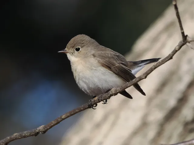Species Image