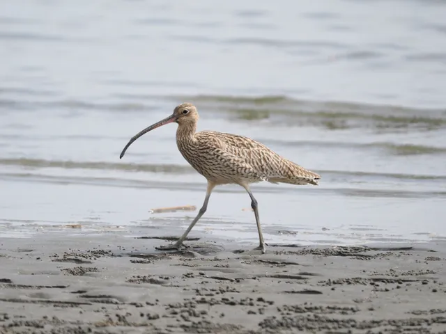 Species Image