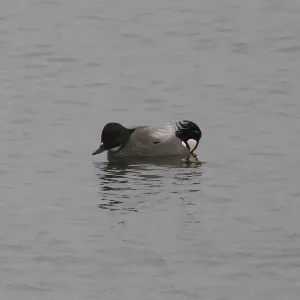 Species Image
