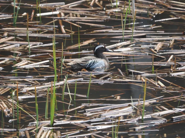 Species Image