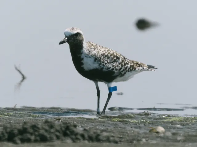 Species Image