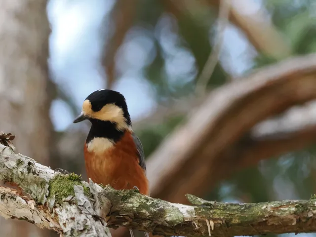 Species Image