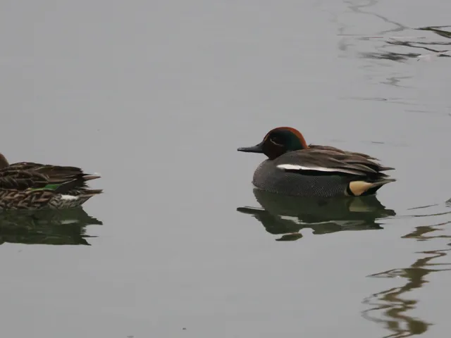 Species Image