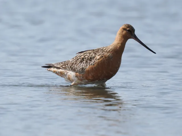 Species Image