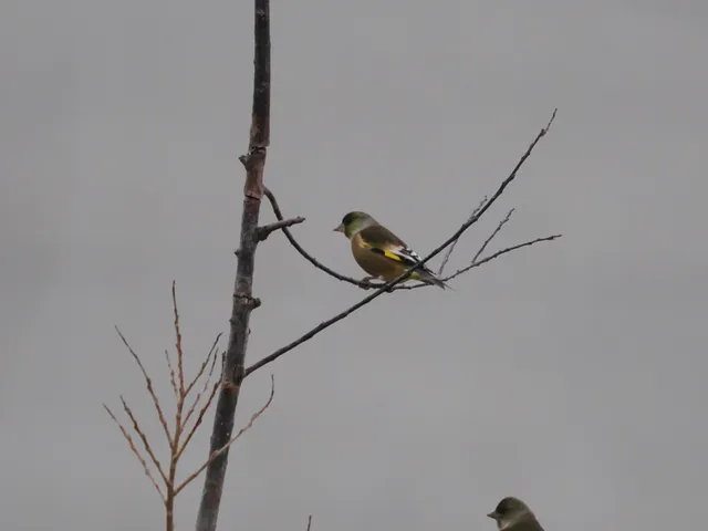 Species Image