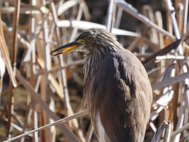 Species Image