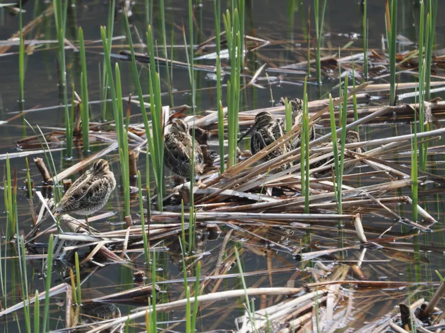Species Image