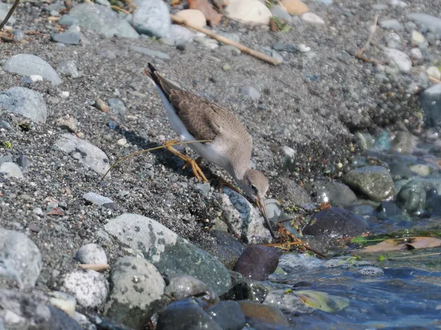 Species Image