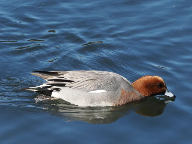 Species Image