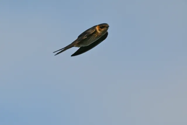 Species Image