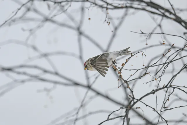 Species Image