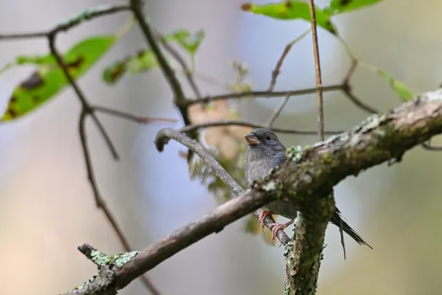 Species Image