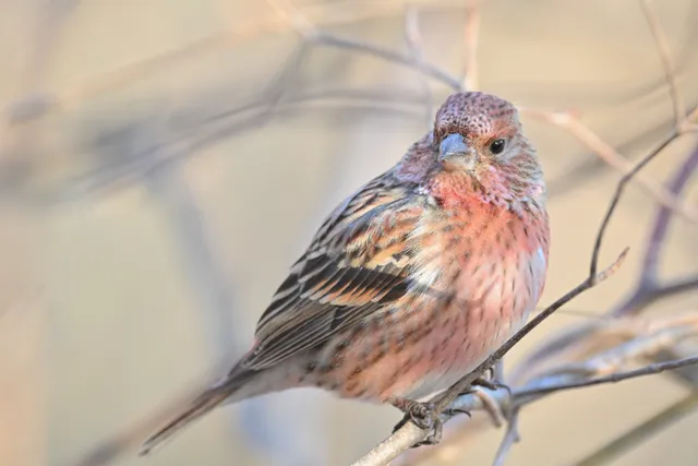 Species Image
