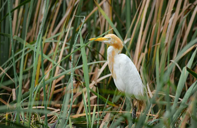 Species Image
