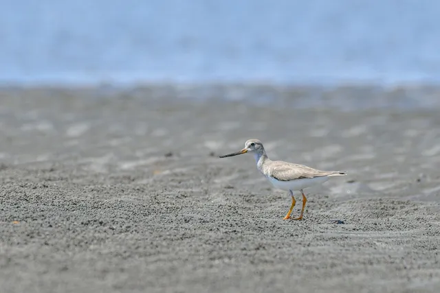 Species Image