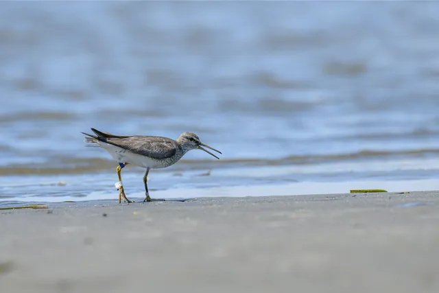 Species Image