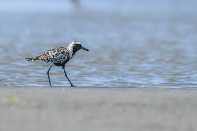 Species Image