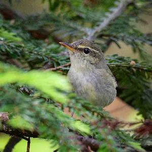 Species Image