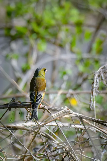 Species Image