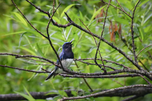 Species Image