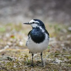 Species Image