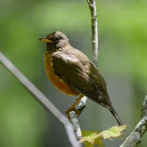 Species Image