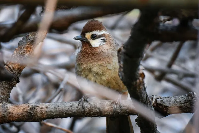 野鳥の写真