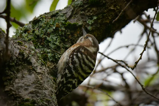 野鳥の写真