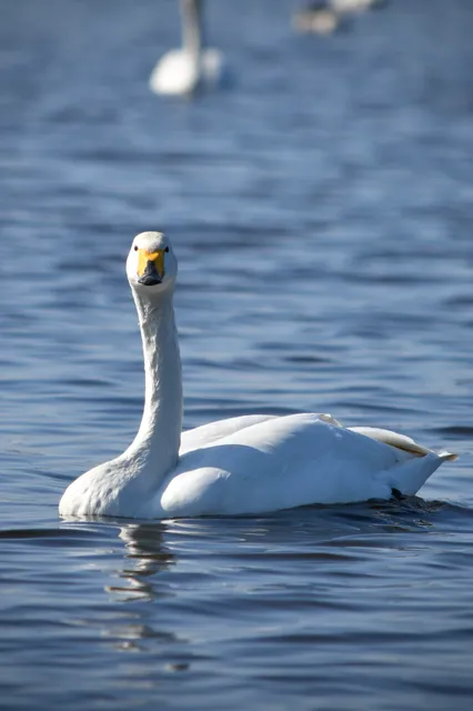 Species Image