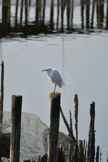 Species Image