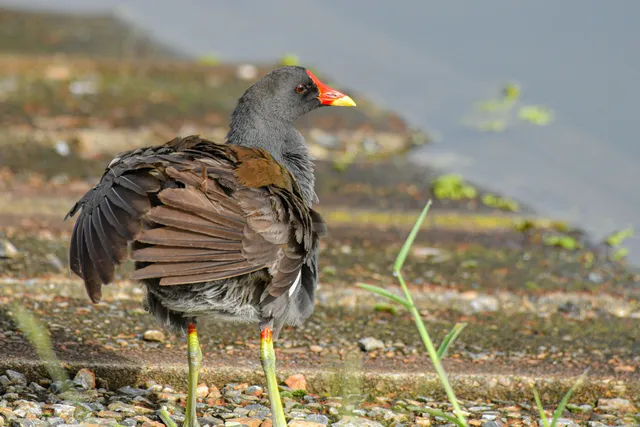 Species Image