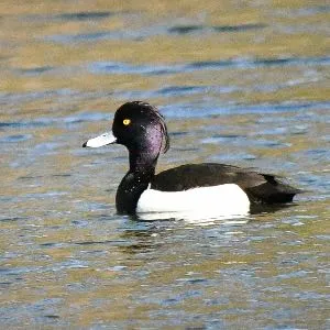Species Image
