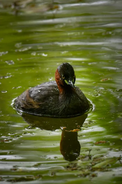 Species Image