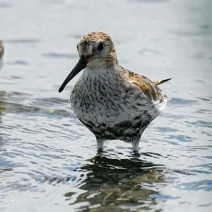 Species Image