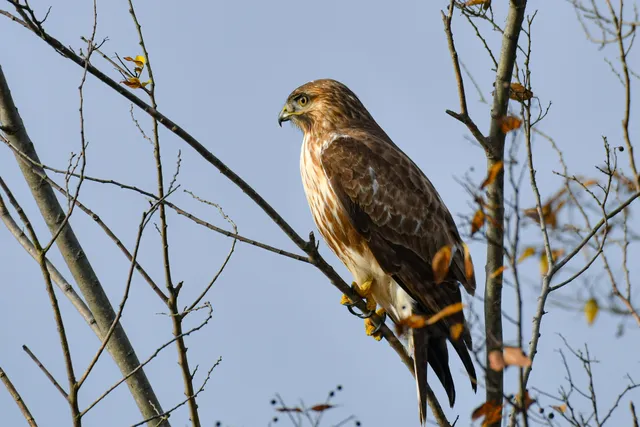 Species Image