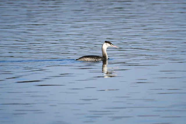 Species Image