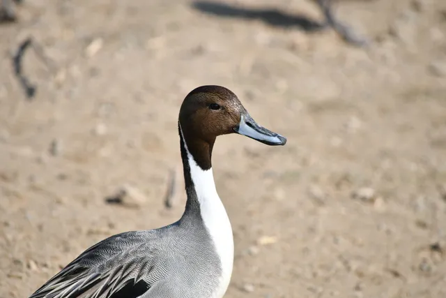 Species Image
